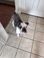 Roxi , a female English Bulldog for sale in Killeen, TX – Photo 2 of 2