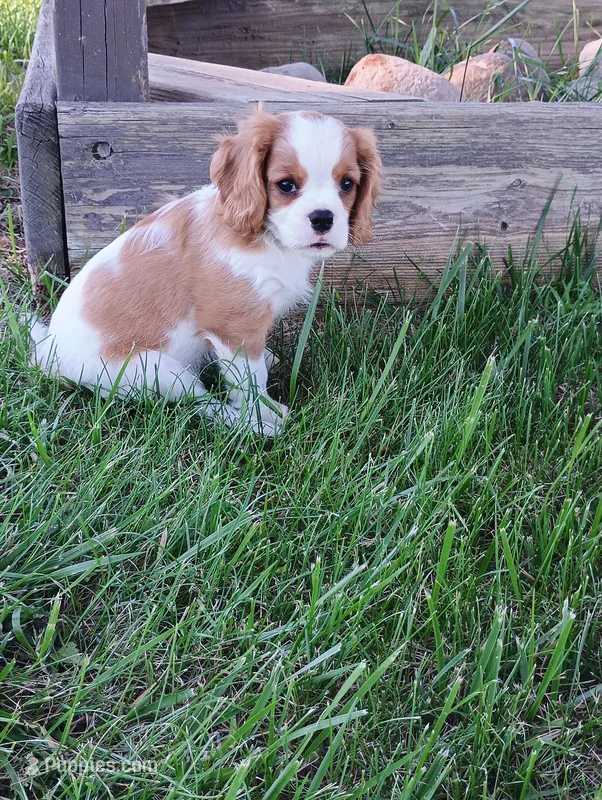 Wreny – Cavalier King Charles Spaniel puppy for sale in Spencerville, IN