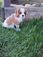 Wreny, a female Cavalier King Charles Spaniel for sale in Spencerville, IN – 1 of 3