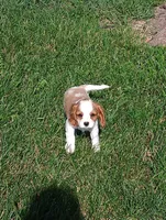 Jenny, a female Cavalier King Charles Spaniel for sale in Spencerville, IN – 3 of 3
