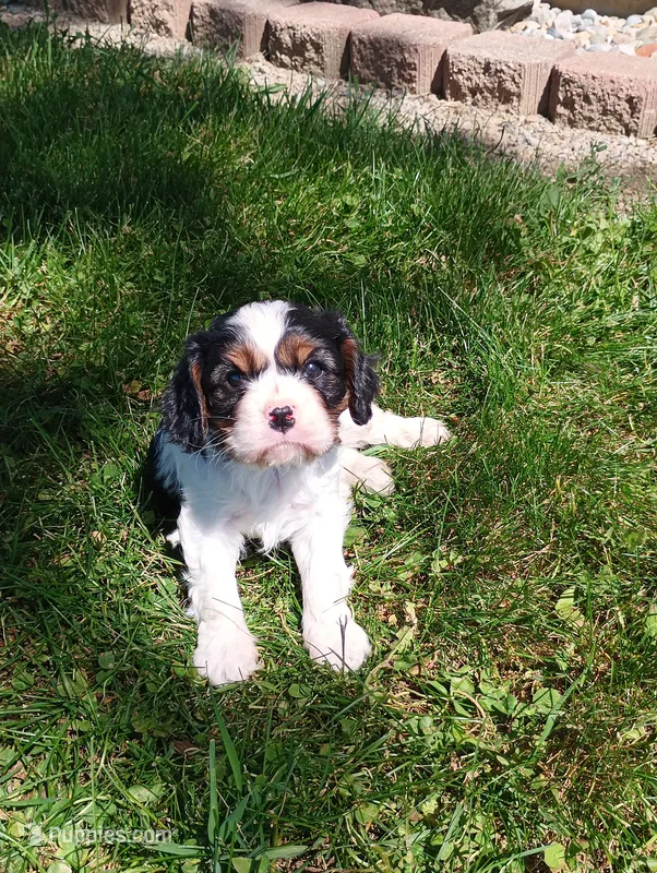 Dexter – Cavalier King Charles Spaniel puppy for sale in Spencerville, IN