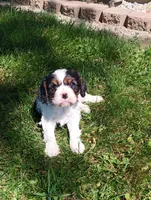 Dexter, a male Cavalier King Charles Spaniel for sale in Spencerville, IN – 5 of 5