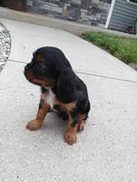 Parker, a male Cavalier King Charles Spaniel for sale in Spencerville, IN – 2 of 4