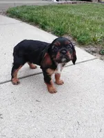 Parker, a male Cavalier King Charles Spaniel for sale in Spencerville, IN – 4 of 4