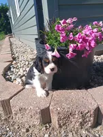 Ray, a male Cavalier King Charles Spaniel for sale in Spencerville, IN – 2 of 3