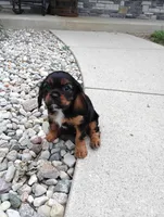 Parker, a male Cavalier King Charles Spaniel for sale in Spencerville, IN – 3 of 4