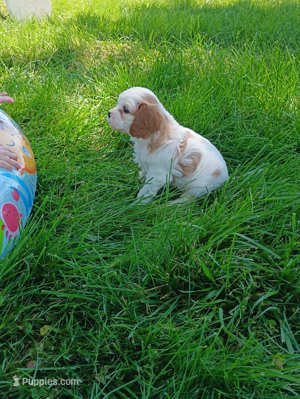 Remi – Cavalier King Charles Spaniel puppy for sale in Spencerville, IN