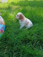 Remi, a male Cavalier King Charles Spaniel for sale in Spencerville, IN – 2 of 3