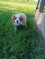Wreny, a female Cavalier King Charles Spaniel for sale in Spencerville, IN – 2 of 3