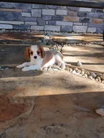 Jenny, a female Cavalier King Charles Spaniel for sale in Spencerville, IN – 1 of 3
