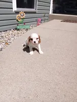 Remi, a male Cavalier King Charles Spaniel for sale in Spencerville, IN – 3 of 3