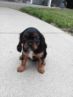 Parker, a male Cavalier King Charles Spaniel for sale in Spencerville, IN – 1 of 4