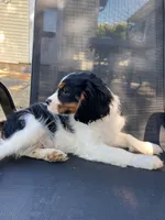 Dexter, a male Cavalier King Charles Spaniel for sale in Spencerville, IN – 7 of 7