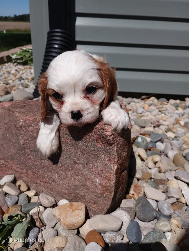 Remi – Cavalier King Charles Spaniel puppy for sale in Spencerville, IN