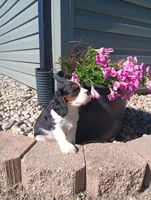 Ray, a male Cavalier King Charles Spaniel for sale in Spencerville, IN – 3 of 3