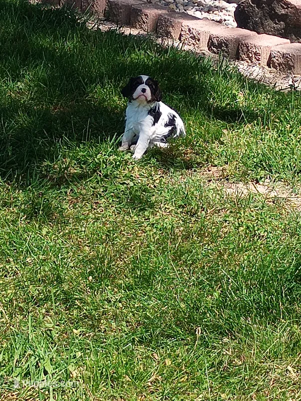 Dexter – Cavalier King Charles Spaniel puppy for sale in Spencerville, IN