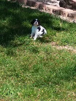 Dexter, a male Cavalier King Charles Spaniel for sale in Spencerville, IN – 1 of 5