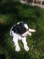 Dexter, a male Cavalier King Charles Spaniel for sale in Spencerville, IN – 4 of 5