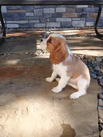 Jenny, a female Cavalier King Charles Spaniel for sale in Spencerville, IN – 2 of 3