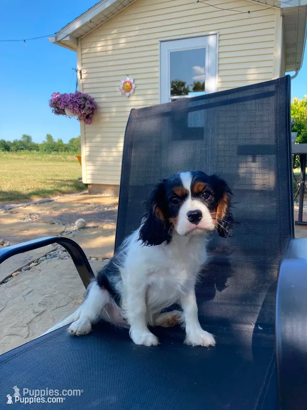 Dexter – Cavalier King Charles Spaniel puppy for sale in Spencerville, IN
