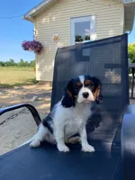 Dexter, a male Cavalier King Charles Spaniel for sale in Spencerville, IN – 6 of 7