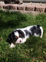 Dexter, a male Cavalier King Charles Spaniel for sale in Spencerville, IN – 3 of 5