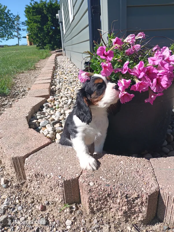 Ray – Cavalier King Charles Spaniel puppy for sale in Spencerville, IN