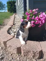 Ray, a male Cavalier King Charles Spaniel for sale in Spencerville, IN – 1 of 3