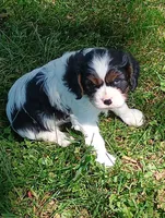 Dexter, a male Cavalier King Charles Spaniel for sale in Spencerville, IN – 2 of 5