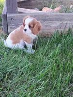 Wreny, a female Cavalier King Charles Spaniel for sale in Spencerville, IN – 3 of 3