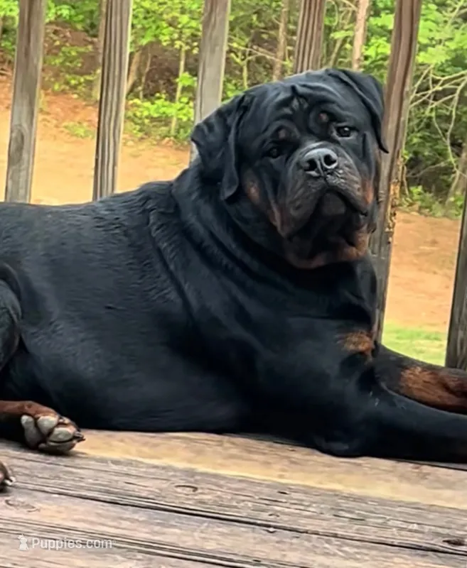 Ebonys  Puppies – Rottweiler puppy for sale in Atlanta, GA