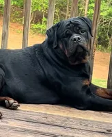 Ebonys  Puppies, a  Rottweiler for sale in Atlanta, GA – 1 of 2