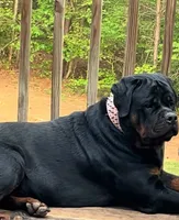 Ebonys  Puppies, a  Rottweiler for sale in Atlanta, GA – 2 of 2