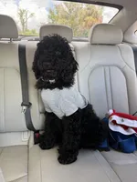 Zoro, a male Poodle - Standard  for sale in Casselberry, FL – Photo 4 of 5