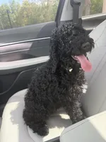 Zoro, a male Poodle - Standard  for sale in Casselberry, FL – Photo 5 of 5