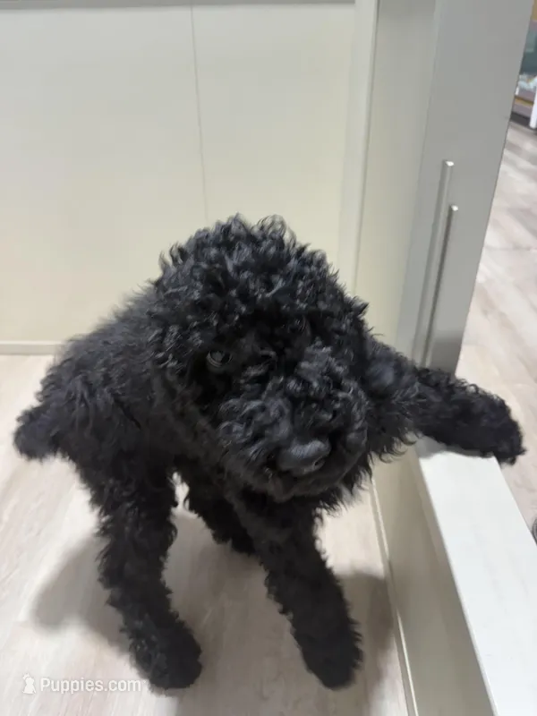 Zoro – Poodle - Standard  puppy for sale in Casselberry, FL