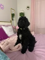 Zoro, a male Poodle - Standard  for sale in Casselberry, FL – Photo 3 of 5