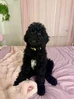 Zoro, a male Poodle - Standard  for sale in Casselberry, FL – Photo 2 of 5