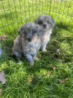 Blue, a male Havapoo for sale in White Post, VA – 2 of 4