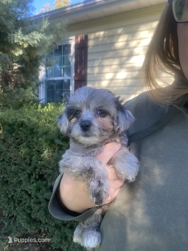 Pinky – Havapoo puppy for sale in White Post, VA