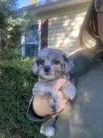 Pinky, a female Havapoo for sale in White Post, VA – 1 of 4