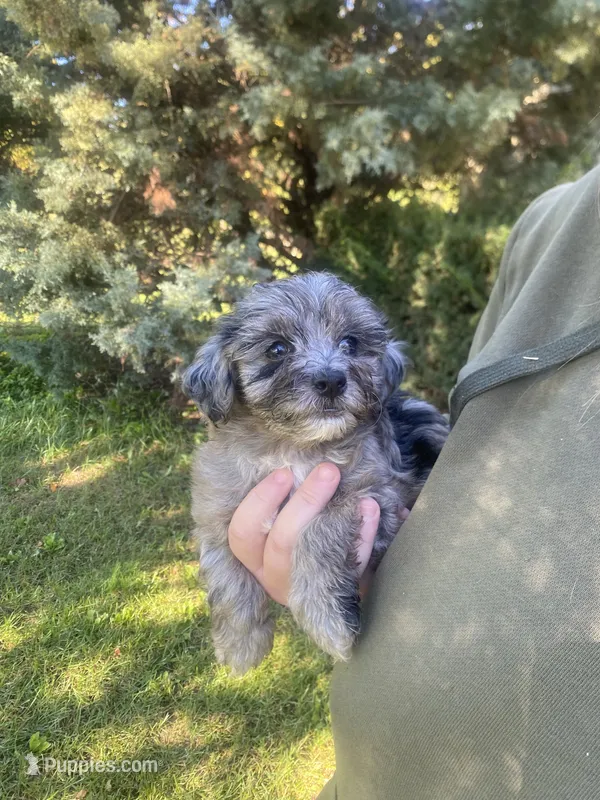 Blue – Havapoo puppy for sale in White Post, VA