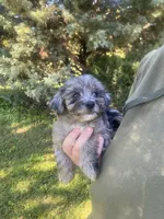 Blue, a male Havapoo for sale in White Post, VA – 1 of 4
