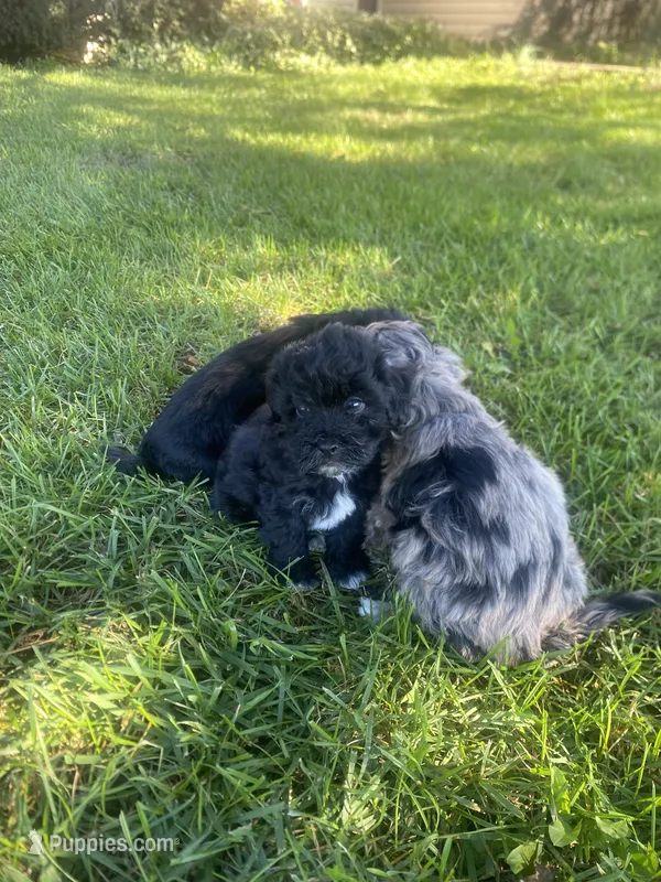Cole – Havapoo puppy for sale in White Post, VA
