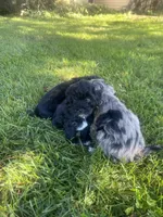 Cole, a male Havapoo for sale in White Post, VA – 1 of 7