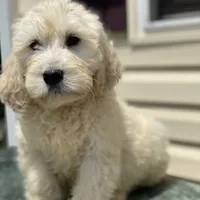 Benny, a male Goldendoodle for sale in Winchester, VA – Photo 2 of 4