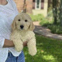 Benny, a male Goldendoodle for sale in Winchester, VA – Photo 3 of 4