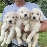 Benny, a male Goldendoodle for sale in Winchester, VA – Photo 4 of 4