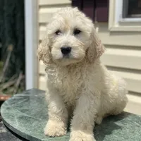 Benny, a male Goldendoodle for sale in Winchester, VA – Photo 1 of 4