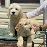 Sarah, a female Goldendoodle for sale in Winchester, VA – Photo 3 of 4